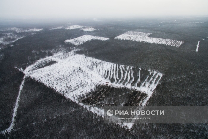 Вырубка лесов в сибири