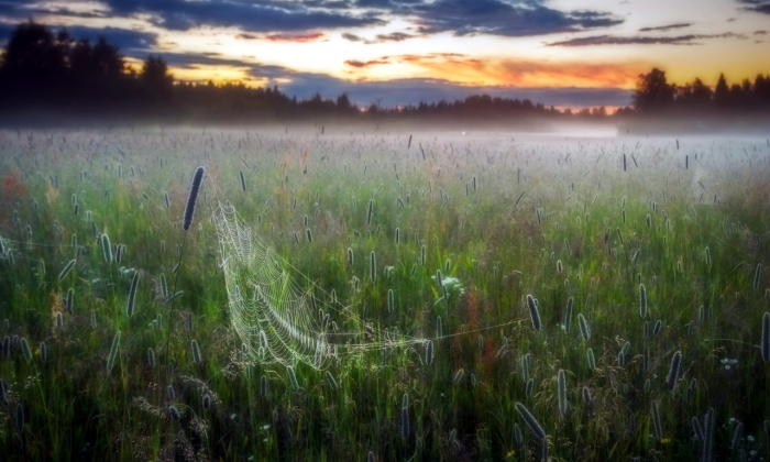 Поле в тумане