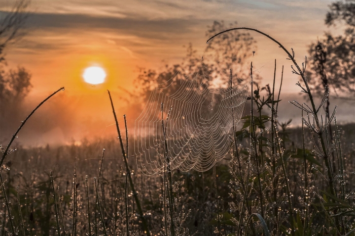Паутина на рассвете