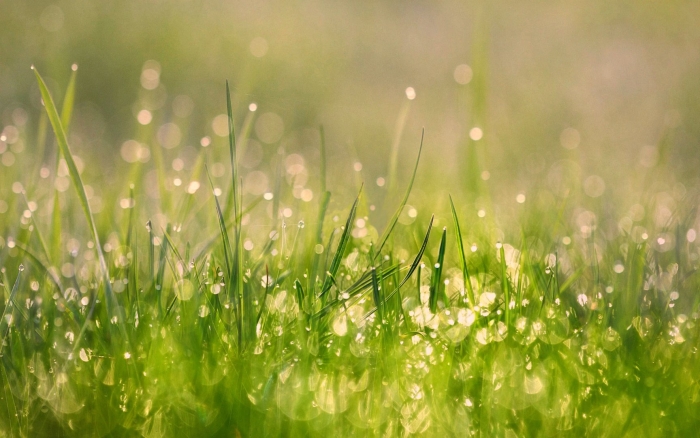 Красивая трава