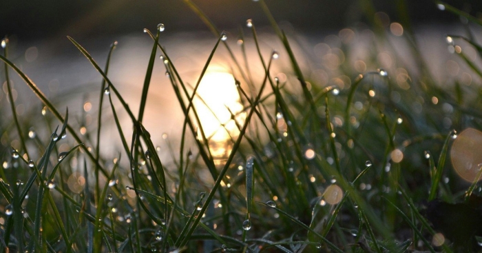 Утренняя роса геншин