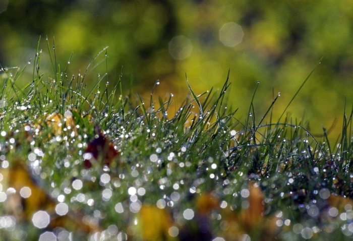 Капли росы на траве