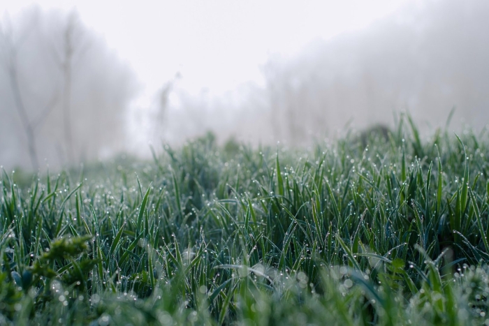 Трава на лугу