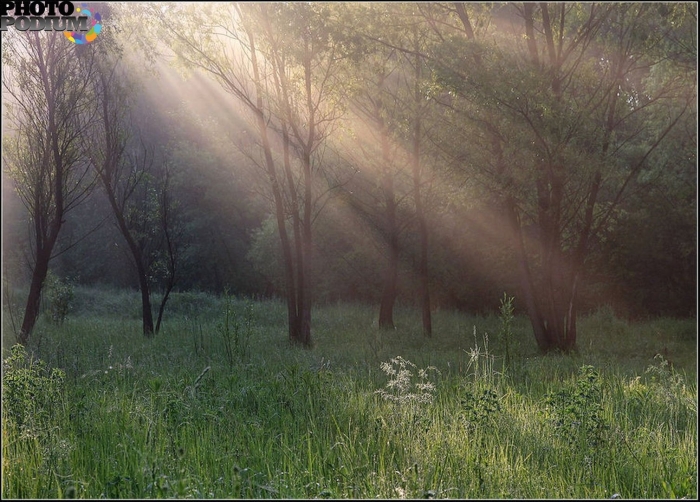 Лес утро и роса