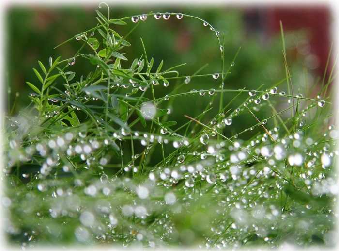 Роса утренняя