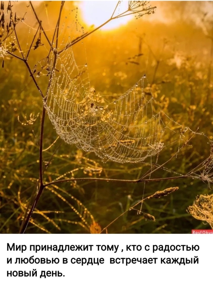 Осень паутина