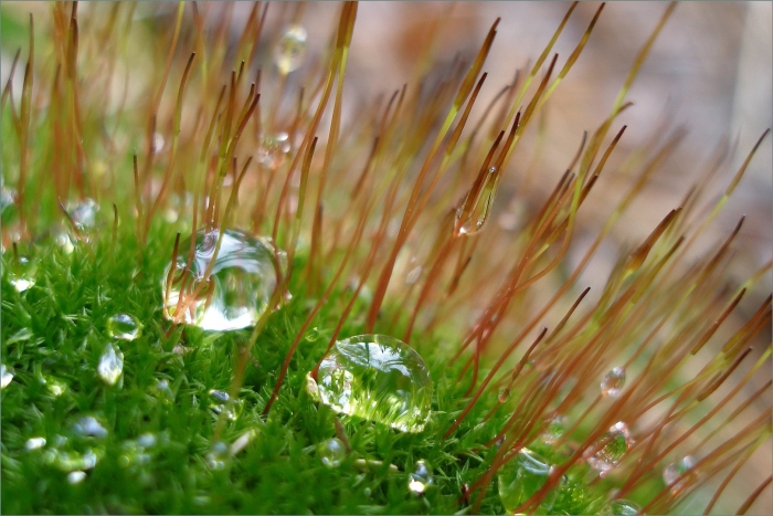 Макросъемка моховидные