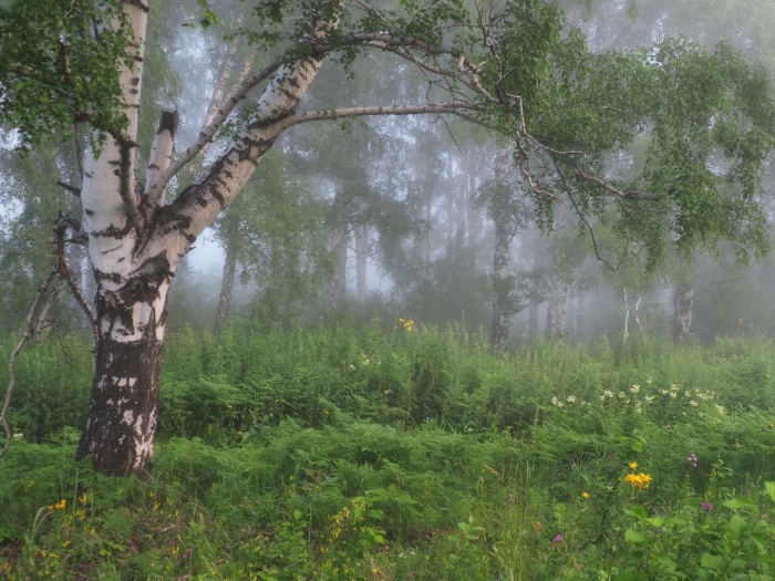 Берёзовая роща и река