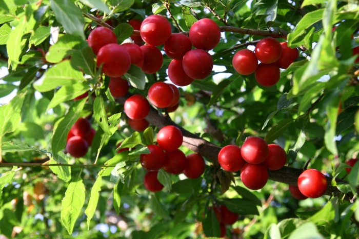 Алыча (prunus cerasifera)