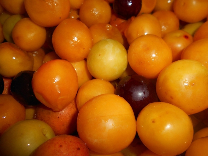 Слива желтая