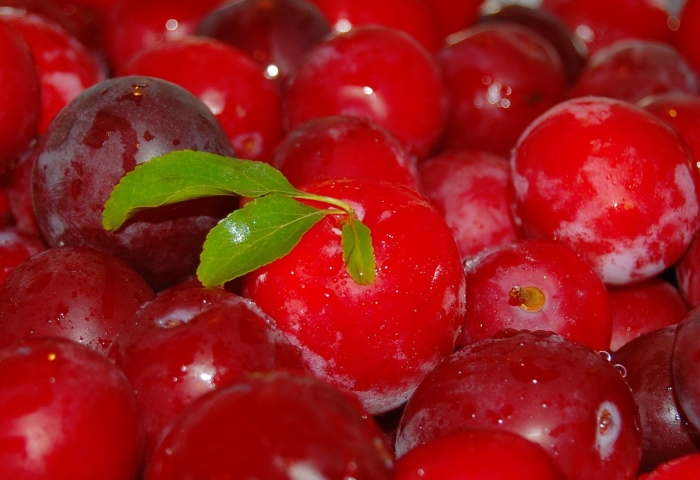 Алыча ягода