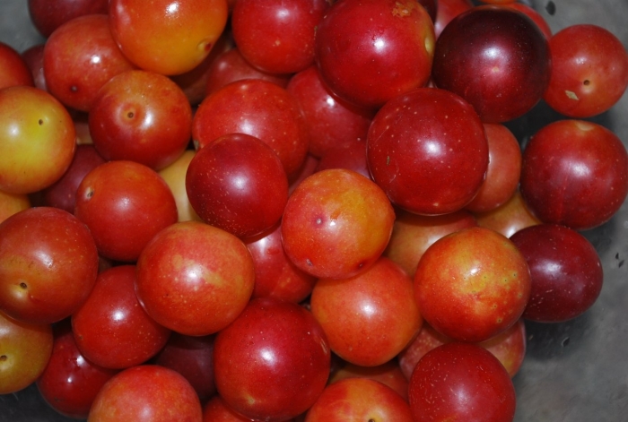 Красная алыча