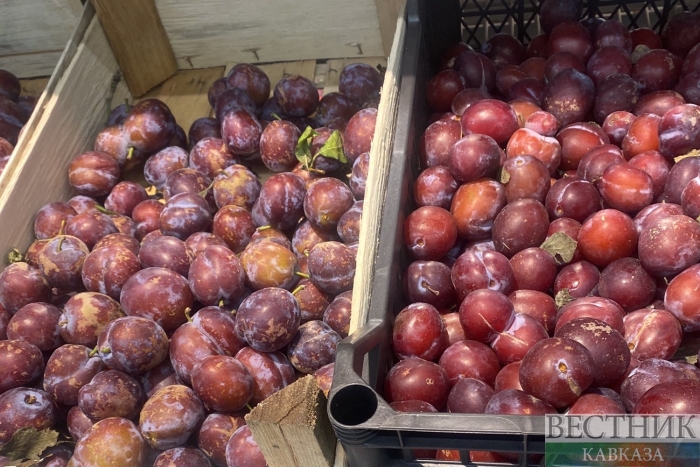 Сорт слива кабардинская ранняя