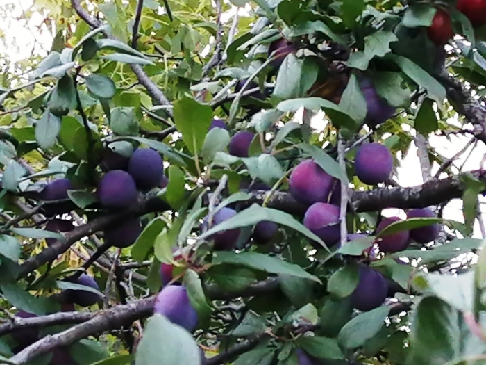 Дерево слива