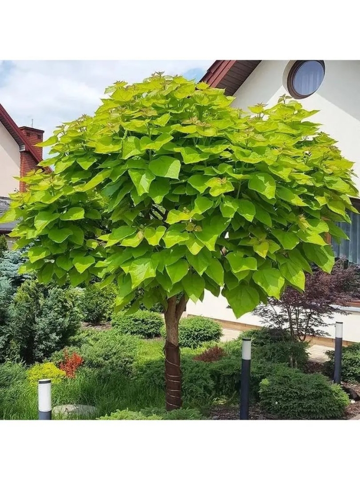 Катальпа бигнониевидная нана