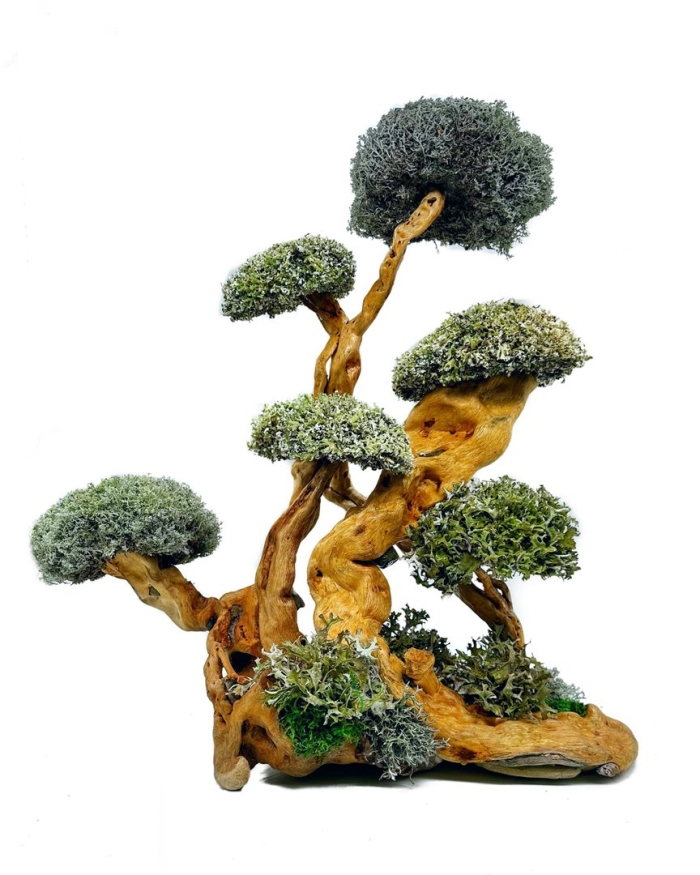 Цетрария дерево