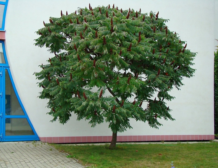 Сумах пушистый оленерогий уксусное дерево