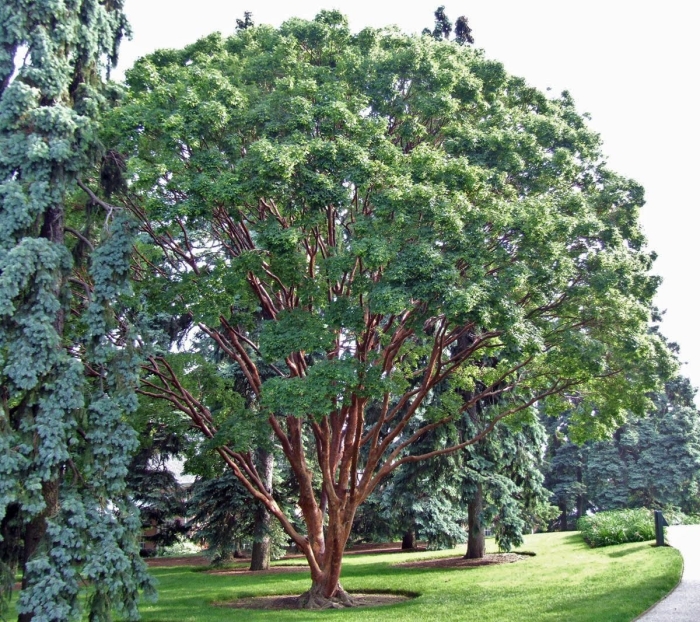 Клен бумажнокорый