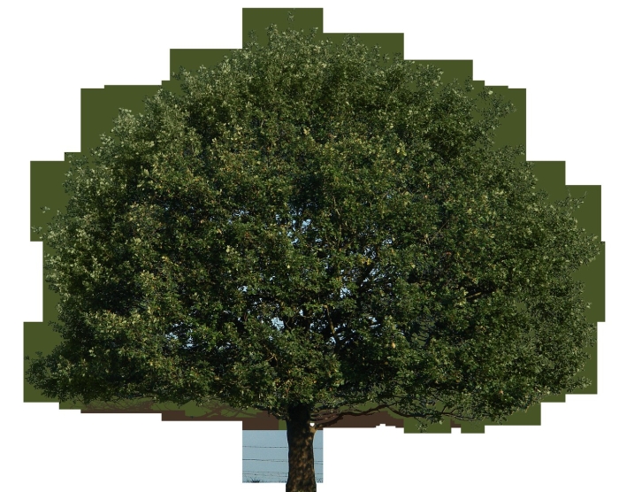Дерево для фотошопа