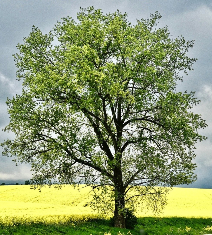 Явор дерево