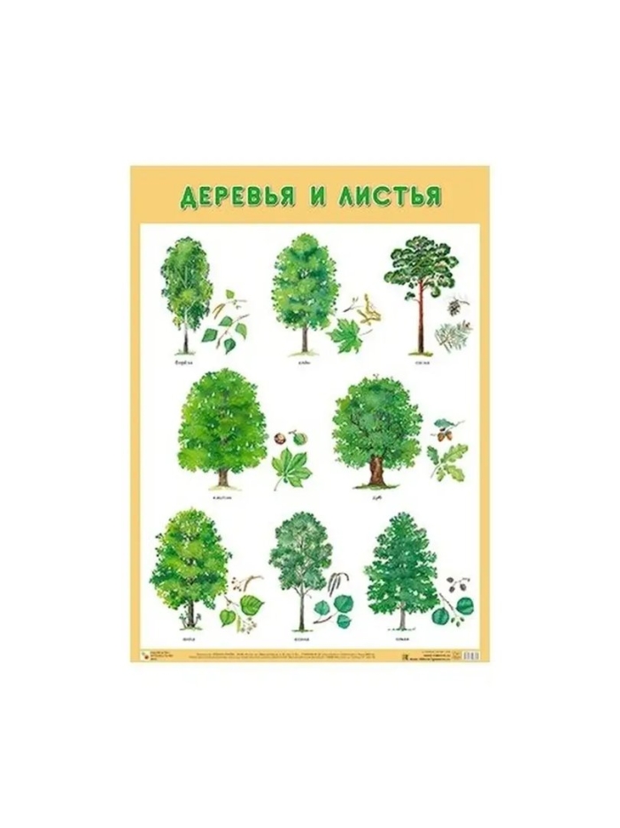Лиственные деревья для детей