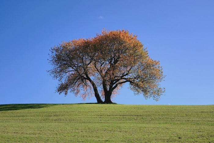 Дерево красивое