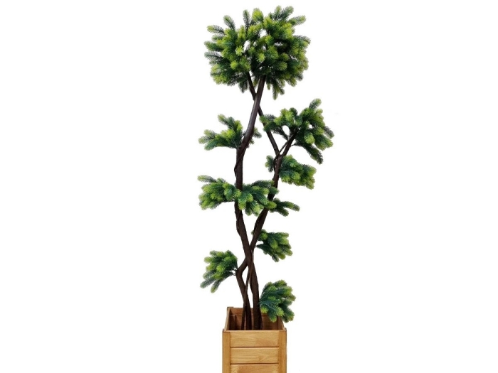 Сосна канадская