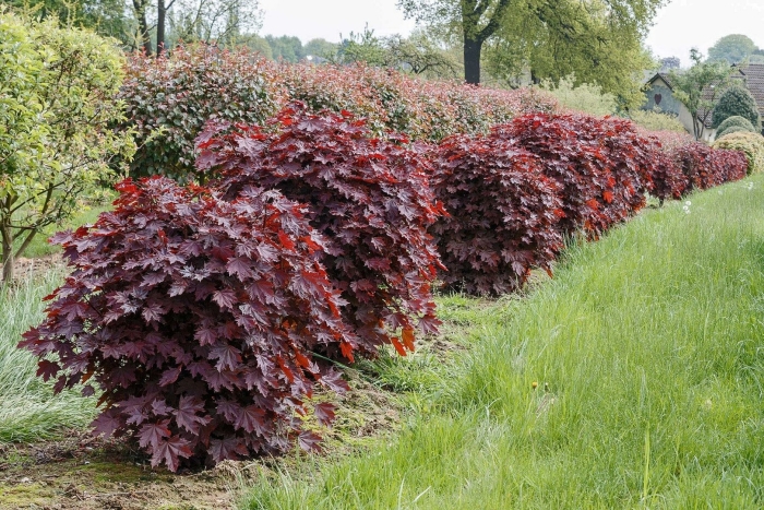Клен остролистный кримсон сентри