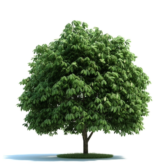 Каштан дерево для детей