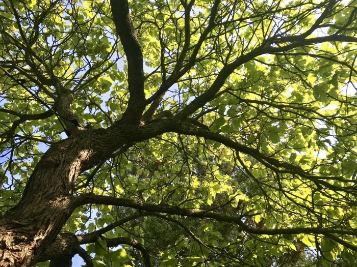 Платана дерево