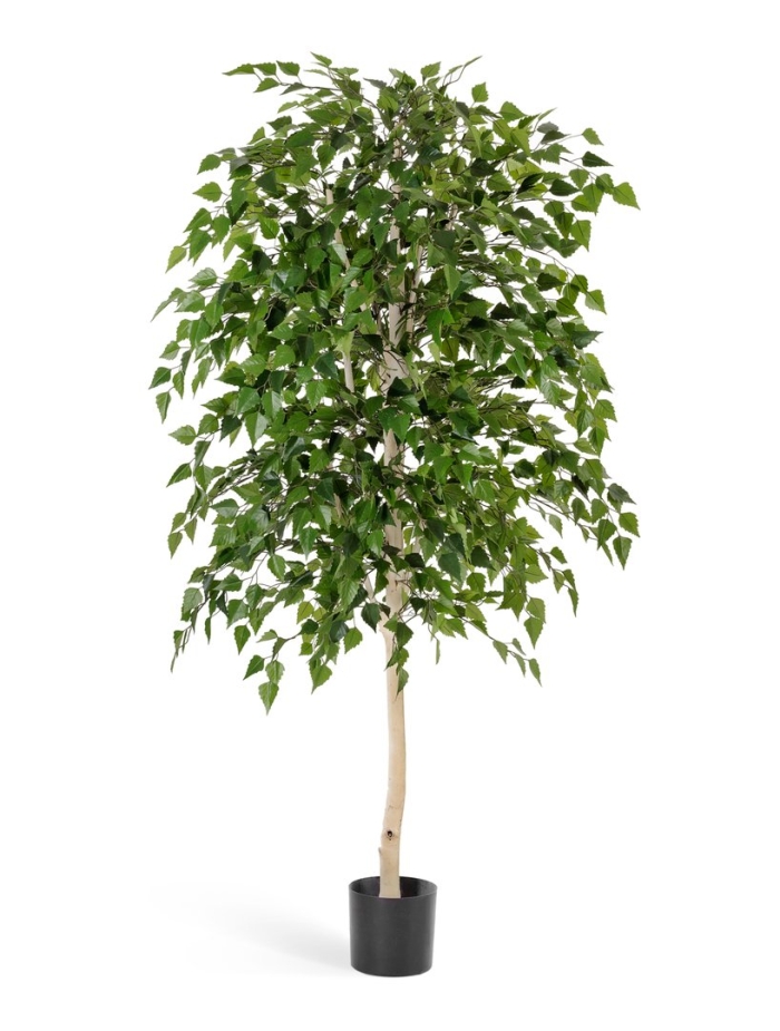 Комнатное дерево березка