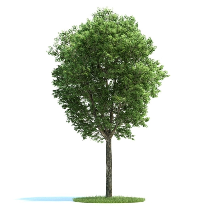 Дерево 3 д модель