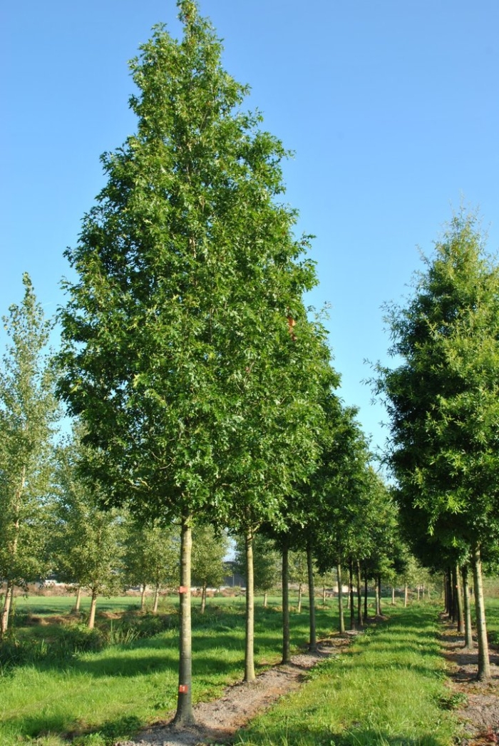 Дуб болотный quercus palustris