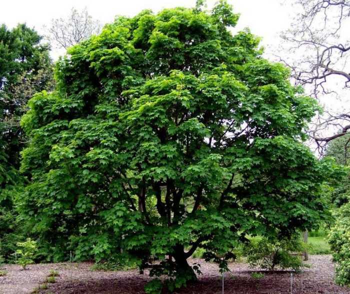 Клен мелколистный