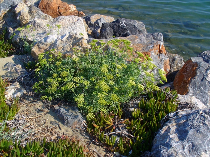 Критмум морской