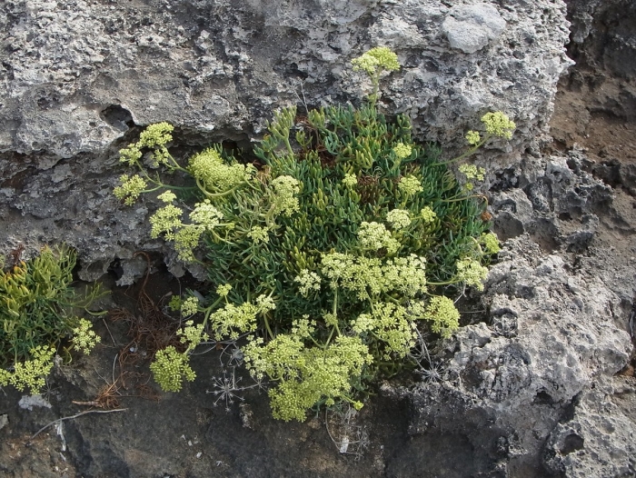 Crithmum maritimum