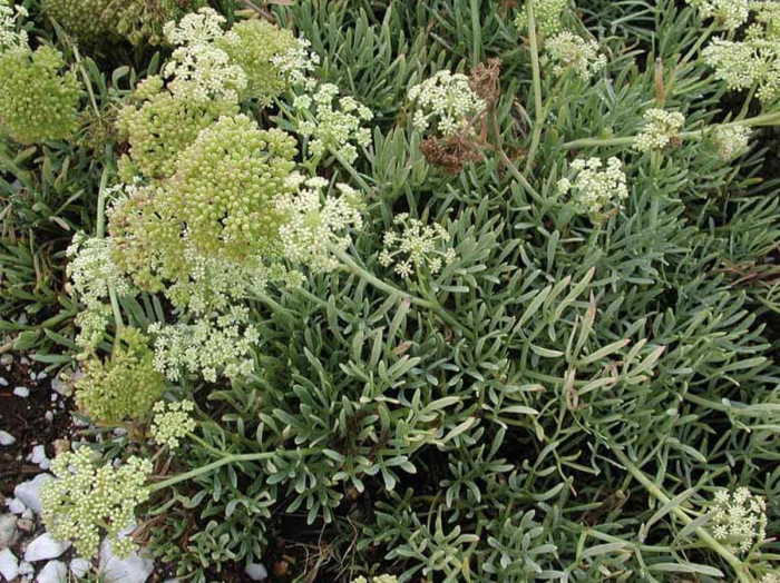 Crithmum maritimum