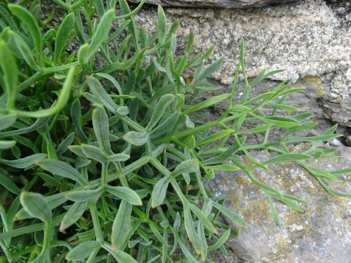 Суккулент крестовник клейния