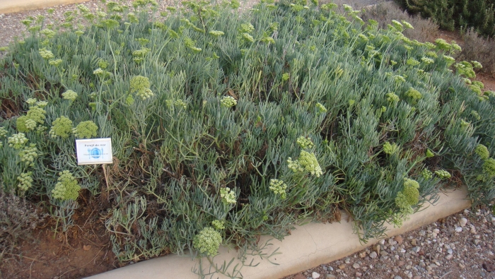 Морской укроп