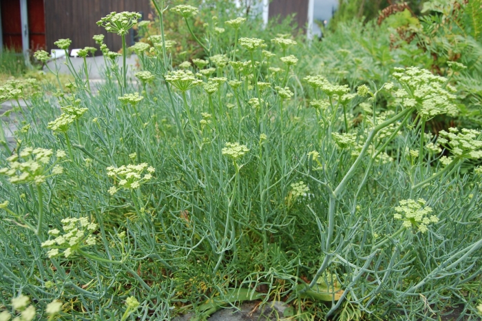 Фенхель. foeniculum vulgare