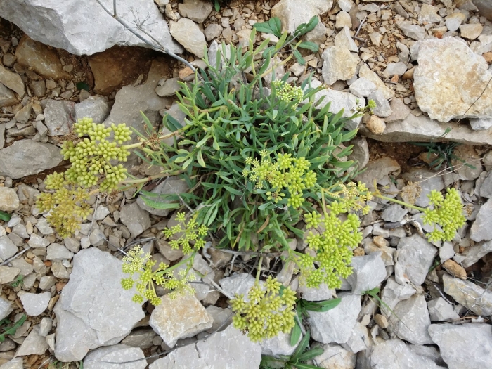 Crithmum maritimum