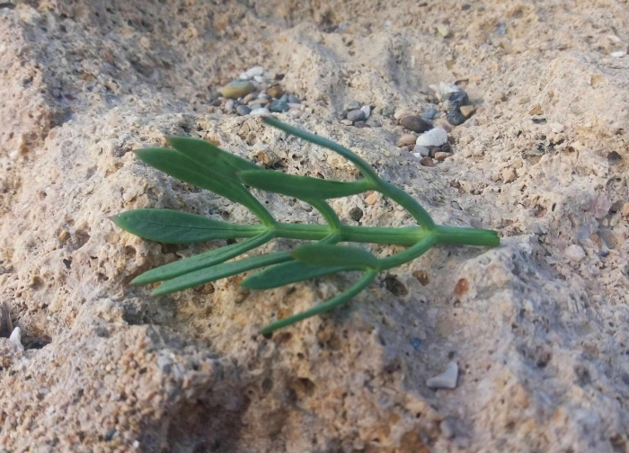 Zygophyllum pinnatum