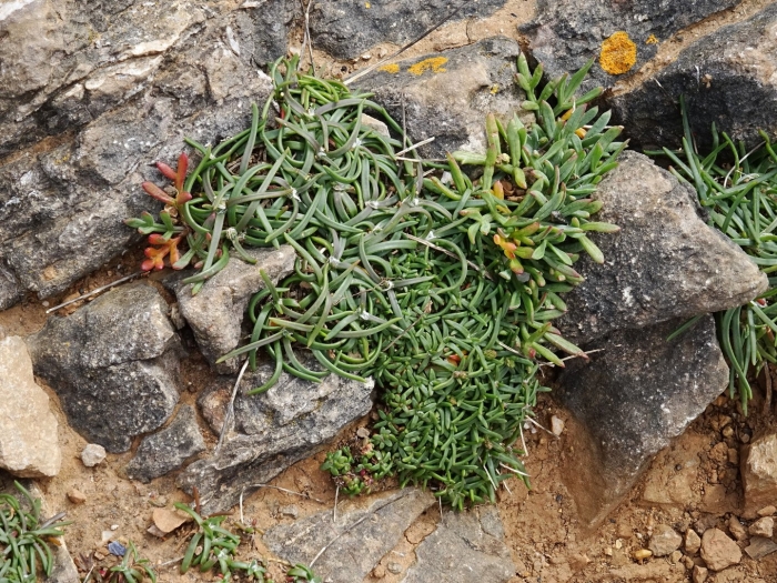 Rhombophyllum dolabriforme