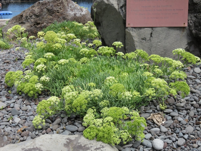 Критмум морской