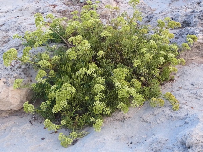 Критмум морской