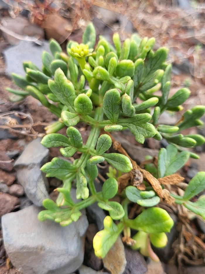 Zygophyllum bucharicum