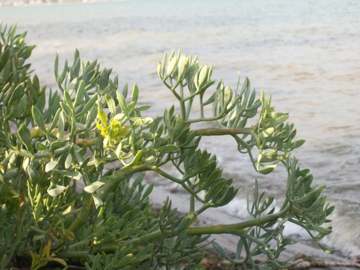 Halimocnemis longifolia