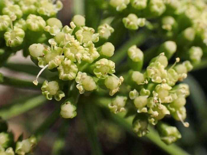 Petroselinum crispum