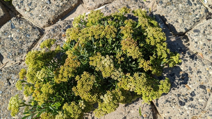 Критмум морской (crithmum maritimum)