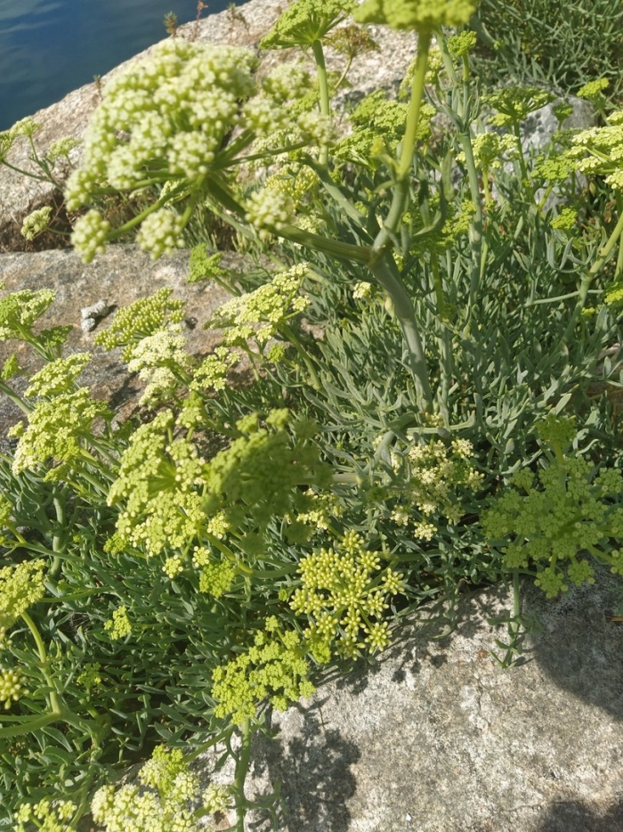 Ferula communis